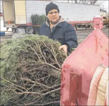  ?? KEVIN ADSHADE/THE NEWS ?? Brad Thompson loads another Christmas tree at a lot in New Glasgow.