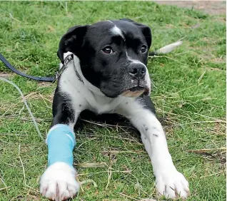  ??  ?? Pingu may have lost his leg, but thanks to the SPCA he has gained a new lease on life.