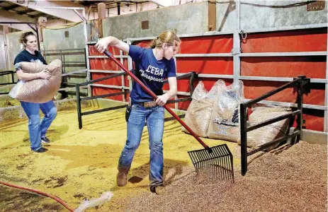  ?? [PHOTOS BY JIM BECKEL, THE OKLAHOMAN] ?? Jordan Odell, 16, rakes as she prepares the bedding area for her animals in a barn at State Fair Park on Tuesday. The event culminates next week with the Sale of Champions.