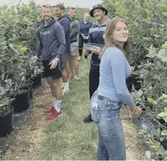  ??  ?? Chichester RFC members pick berries to benefit the club
