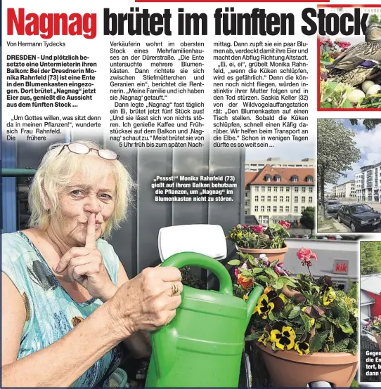  ??  ?? „Psssst!“Monika Rahnfeld (73) gießt auf ihrem Balkon behutsam die Pflanzen, um „Nagnag“im Blumenkast­en nicht zu stören. Gegen 5 Uhr in der Früh kommt die Ente zu ihrem Nest geflattert, brütet bis 17 Uhr, macht dann wieder den Abflug.