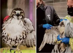  ?? CAPE WILDLIFE CENTER ?? This red-tailed hawk was found in an auto body shop in Brockton. An X-ray later showed there were bullets lodged in his body.