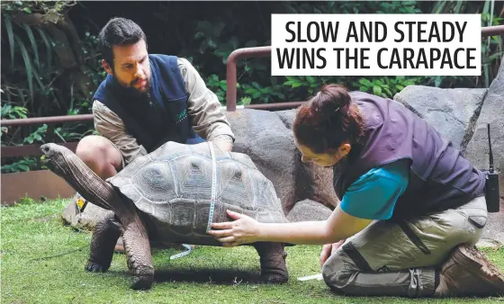  ?? ?? Melbourne Zoo keepers Boyd Watson and Raelene Hobbs measuring one of the Aldabra giant tortoises. Picture: David Caird
