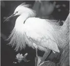  ?? ANDREW WEST/USA TODAY NETWORK ?? A snowy egret