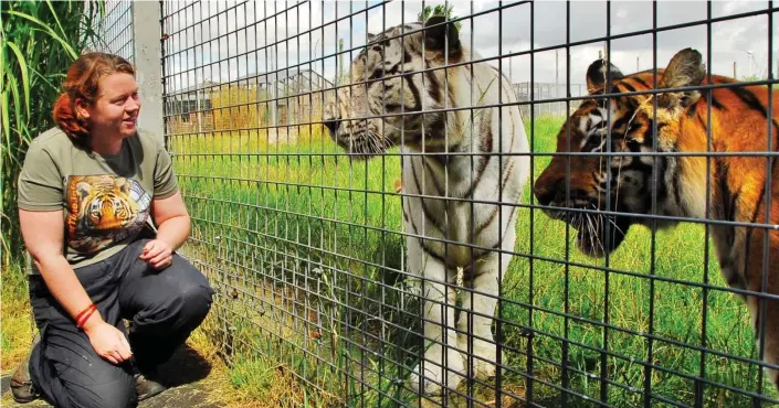  ??  ?? Tragic death: Hamerton Zoo’s carnivore keeper Rosa King, who was killed yesterday, is pictured with two of the Cambridges­hire wildlife park’s four tigers