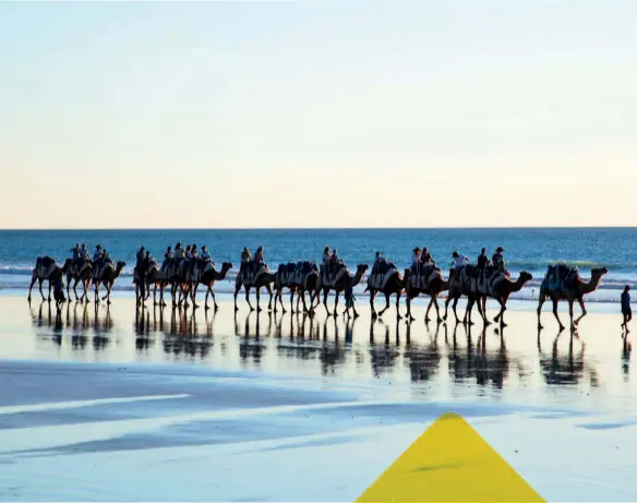  ??  ?? Ships of the beach(top) The ubiquitous camels on the beach in Western Australia’s seaside town of Broome; ( bottom) the town’s still-famous pearl shells are everywhere here