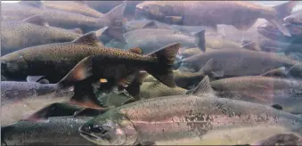  ?? ?? The prevention of farmed salmon escapes is important for both farmed fish welfare and to protect our iconic wild salmon, says the Scottish Government.