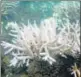  ?? HT PHOTO ?? Corals are sensitive to temperatur­e fluctuatio­ns.