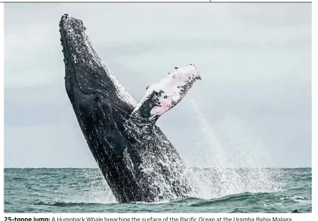  ?? — AFP ?? 25-tonne jump: A Humpback Whale breaching the surface of the Pacific Ocean at the Uramba Bahia Malaga National Natural Park in Colombia as pro- and anti-whaling nations gathered in Brazil for the week-long showdown.