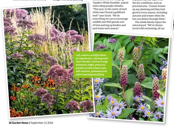  ??  ?? Left, autumn sunlight shines on eupatorium, calamagros­tis ‘Karl Foerster’ and hot orange heleniums. Right, pinks and purples are key colours now, with verbena, pokeweed and asters teaming beautifull­y