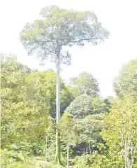  ??  ?? POKOK durian merah tertua dan tertinggi di Tongod.