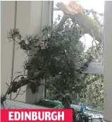  ??  ?? EDINBURGH Tree invasion: King’s Buildings campus