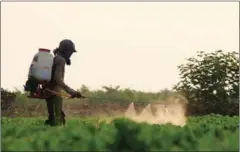  ?? HENG CHIVOAN ?? A farmer sprays pesticide as he walks through his field. A recent study reveals that spraying pesticides by hand, as opposed to by vehicle, can have adverse health effects.