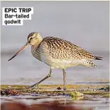  ??  ?? EPIC TRIP Bar-tailed godwit