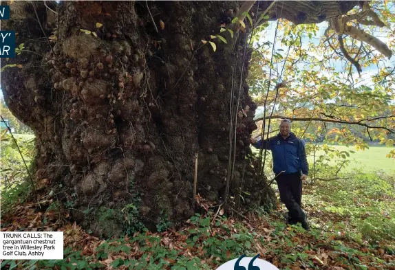  ?? ?? TRUNK CALLS: The gargantuan chestnut tree in Willesley Park Golf Club, Ashby