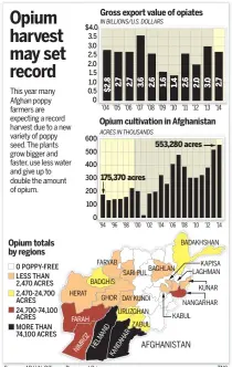  ?? Sources: AP, U.N. Office on Drugs and Crime ?? This year many Afghan poppy farmers are expecting a record harvest due to a new variety of poppy seed. The plants grow bigger and faster, use less water and give up to double the amount of opium.