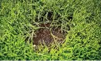  ??  ?? pATCH IT Up New soil and seeds will wipe out any hollows in your lawn