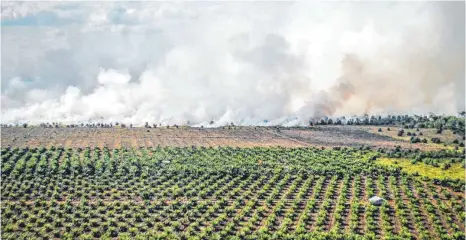  ?? FOTO: DPA ?? Brandrodun­gen nahe einer Palmöl-Plantage in Indonesien: „Die Ökosysteme weltweit sind durch Raubbau und die Folgen des übermäßige­n Konsums stark unter Druck.“