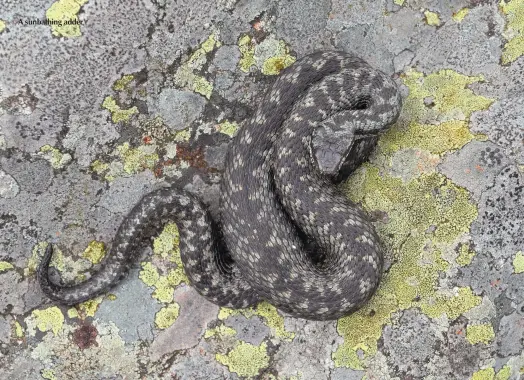  ??  ?? A sunbathing adder