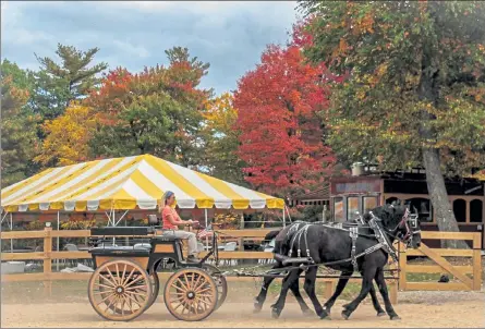  ?? COURTESY JASMINE NELSON ?? Susan Connell is shown driving two of her horses, fondly named Frick and Frack, at Cornerston­e Ranch in Princeton.