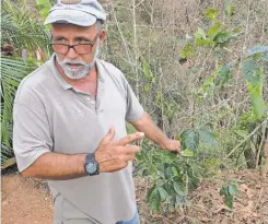  ?? OREN DORELL, USA TODAY ?? Farmer José Roig inspects coffee plants covered in yellowish spots, a fungus that spread after the storm.