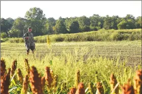  ?? NWA Democrat-Gazette/FLIP PUTTHOFF ?? Fields with millet, sunflowers