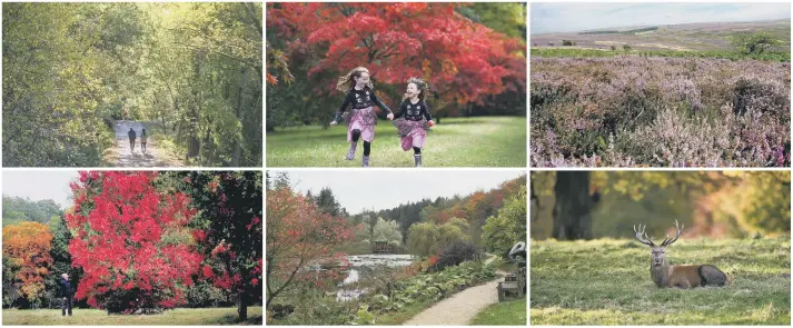  ?? ?? Clockwise from top left: autumnal colours emerge in Hardcastle Crags woodland, Hebden Bridge, autumn colours at Thorp Perrow Arboretum with friends Eleanor Morgan and Clara Titteringt­on running past acer trees, purple moorland heather in North York Moors National Park above Hutton-le-Hole, Studley Deer Park, Himalayan Gardens and Yorkshire Arboretum