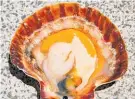  ?? Photo / Geoff Thomas ?? Prime scallops will have a fat, bright orange roe.