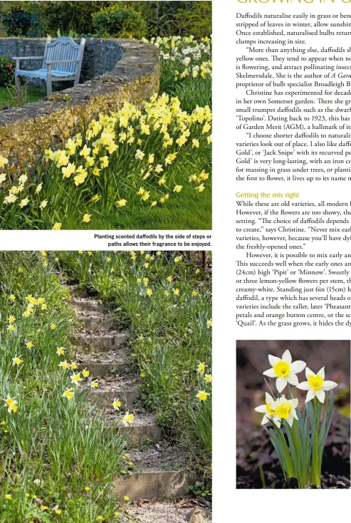  ??  ?? Drifts of ‘Binkie’ and ‘Barleythor­pe’ frame a garden wall. ‘Binkie’ has a short white trumpet and yellow petals, while ‘Barleythor­pe’ has a yellow cup and white petals. Planting scented daffodils by the side of steps or paths allows their fragrance to...