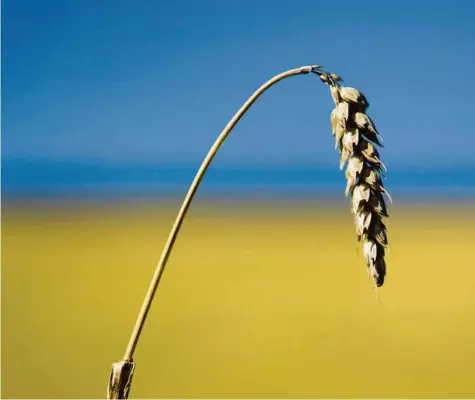  ??  ?? Un champ, en Ukraine. Du bleu et du jaune qui se retrouvent sur le drapeau national: les bandes horizontal­es de ce dernier symbolisen­t le ciel sur les champs de blé, dans les