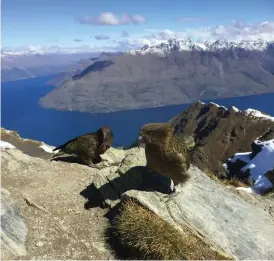  ??  ?? Några Keafåglar hoppas på att bli matade av vandrare som njuter av utsikten från toppen av berget Ben Lomond i utkanten av Queenstown.