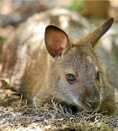  ??  ?? An unwanted interloper: Wallabies are decimating native bush and productive land, writes Jacqui Dean.