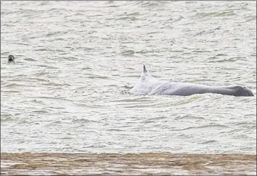  ?? Picture: Mike Gould ?? A seal investigat­es the unusual arrival of the whale off the coast of Seasalter