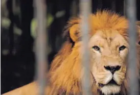  ?? LUIS NAVARRO ?? El león Kivú tiene 18 años y se considera un animal geriátrico. Se requieren cambios en sus condicione­s de vida.