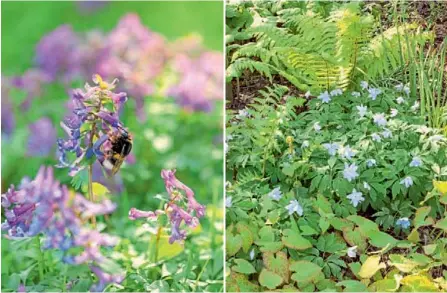  ??  ?? Bondarii și albinele sunt atrase în grădină de tufele și plantele bulboase care înfloresc devreme. Brebenelul autohton (Corydalis solida) înflorește din martie până în aprilie și este plin de polen
Combinația din stratul semiumbrit formată din anemone sălbatice (Anemone nemorosa), ferigi și Epimedium conferă oricărei grădini un aer de pădure