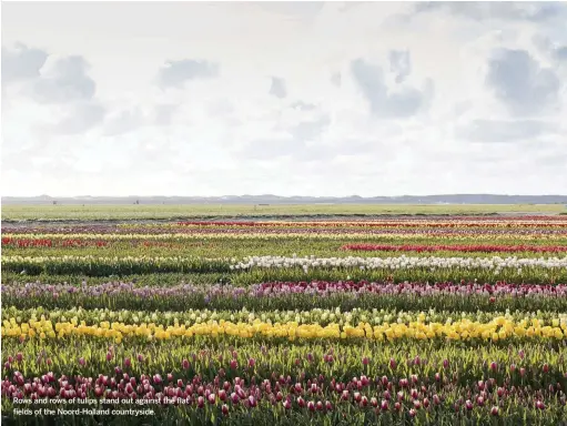  ??  ?? Rows and rows of tulips stand out against the flat fields of the Noord-Holland countrysid­e.