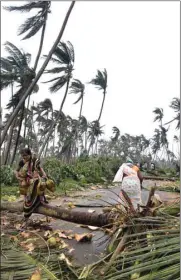  ??  ?? Women carry coconuts next to fallen palm trees after heavy winds brought by Cyclone Titli struck the area in Barua village in Srikakulam district of Andhra Pradesh yesterday.