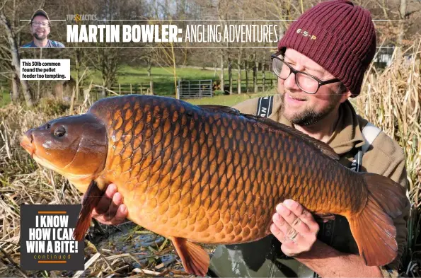  ??  ?? This 30lb common found the pellet feeder too tempting.