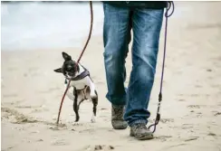  ?? Foto: Photocase/ ?? Weniger Arbeitszei­t = mehr Zeit für Familie, Freizeit und Hund.