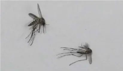  ?? GUGA MATOS/JC IMAGEM ?? De acordo com o Painel de Arbovirose­s, atualizado até esta segunda-feira, às 15h43, a cidade de São Paulo havia registrado 275.842 casos confirmado­s de dengue