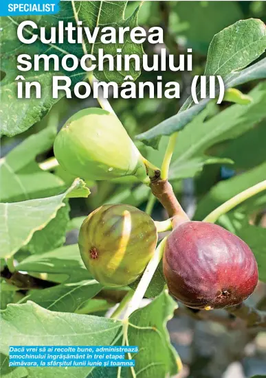  ??  ?? Dacă vrei să ai recolte bune, administre­ază smochinulu­i îngrășămân­t în trei etape: pimăvara, la sfârșitul lunii iunie și toamna.