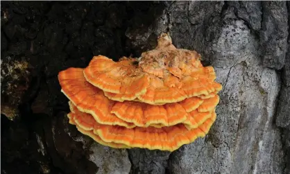  ?? Photograph: Nature Picture Library/Alamy ?? In Croatia, chicken of the woods is associated with willow trees, but in the UK it is often found growing on oaks.