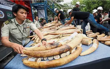  ?? — AP ?? Global challenge: Officials arranging seized elephant tusks to be destroyed in Bangkok. With wildlife traffickin­g escalating worldwide, some countries are starting to ‘follow the money’ in an effort to track down the kingpins financing crime rings.