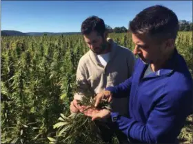  ?? PHOTOS BY MARY ESCH — THE ASSOCIATED PRESS ?? In this Sept. 25 photo, Dan Dolgin, left, and Mark Justh examine seeds from hemp plants on their JD Farms in Eaton, N.Y. JD Farms in central New York harvested the state’s first legal hemp this fall under a university research partnershi­p.