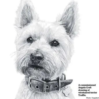  ?? Photo / Supplied ?? A commission­ed Angela Croft drawing of wirehaired terrier Truffle.