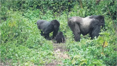  ?? Picture: AFP ?? WE ARE FAMILY. Two mountain gorillas, including one silverback, and their offspring in the Volcanoes National Park in Rwanda. The multiplica­tion of mountain gorillas since the ’90s is a success, Unesco says.