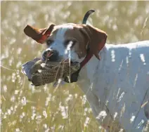  ??  ?? Con pastos altos o zonas anegadas, el aporte del perro es vital para no perder las piezas. Sin perro, conviene salir después de que lleguen las heladas.