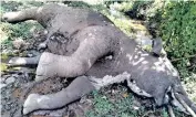  ??  ?? The carcass of the elephant which died due to infighting in The Nilgiris