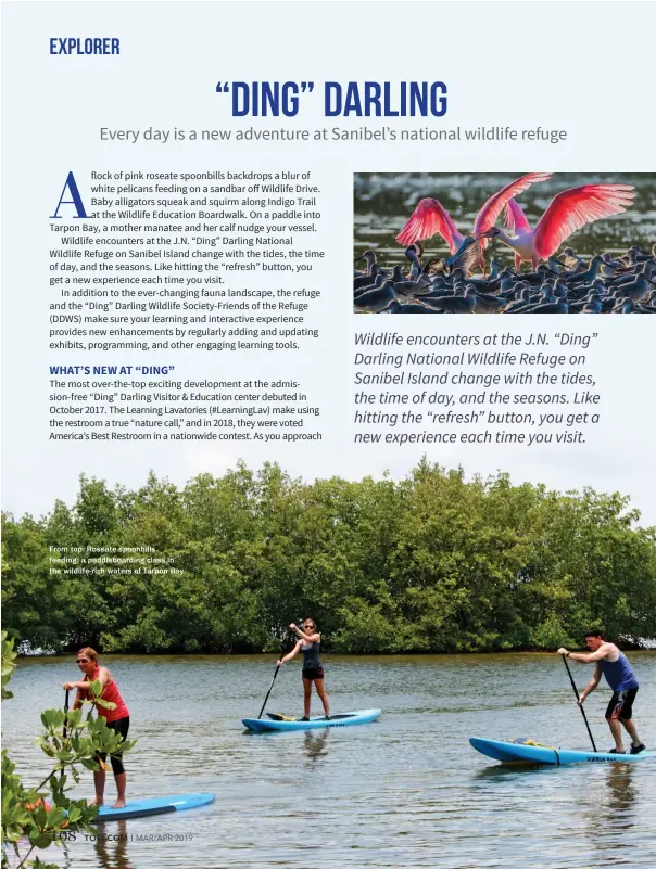  ??  ?? From top: Roseate spoonbills feeding; a paddleboar­ding class in the wildlife-rich waters of Tarpon Bay