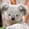  ??  ?? Die Koalas sind ein Highlight im Duisburger Zoo.